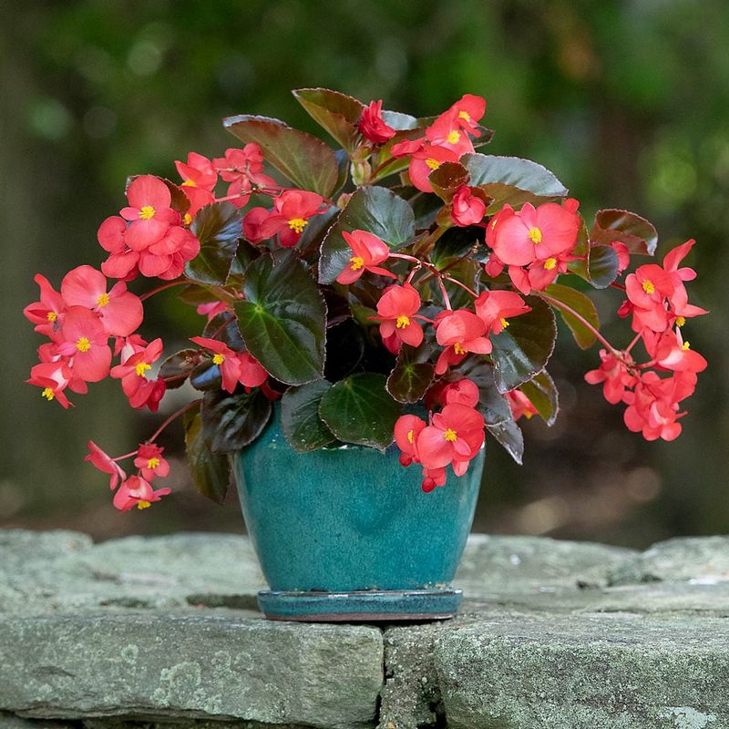 Begonia