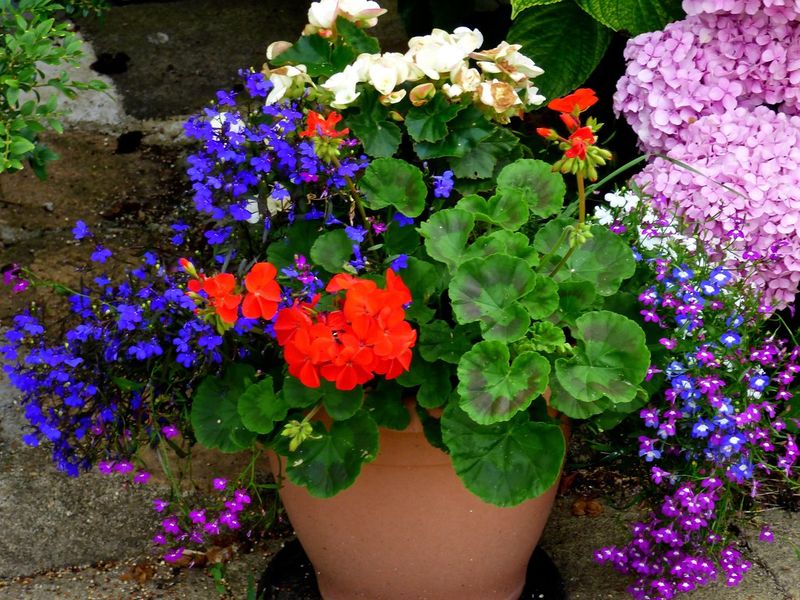 Begonias and Lobelia