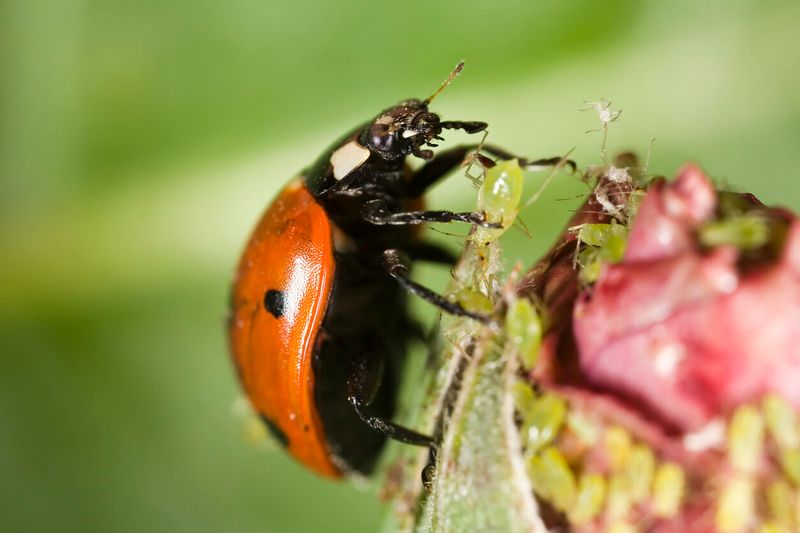 Beneficial Insects