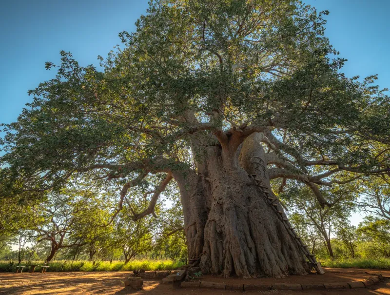 Big Baobab of Limpopo