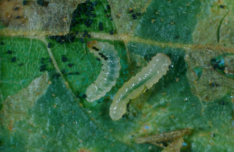 Birch Leafminer