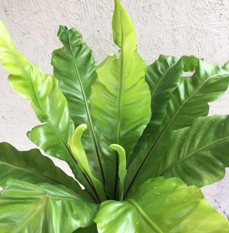 Bird's Nest Fern (Asplenium nidus)