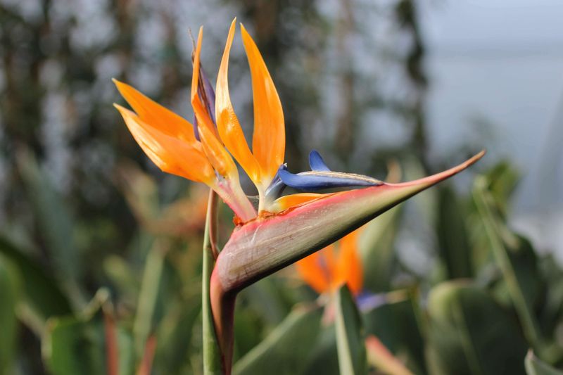 Bird of Paradise (Strelitzia reginae)