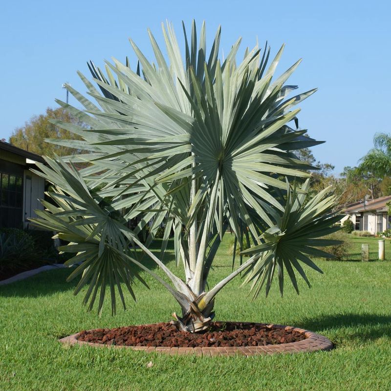 Bismarck Palm (Bismarckia nobilis)