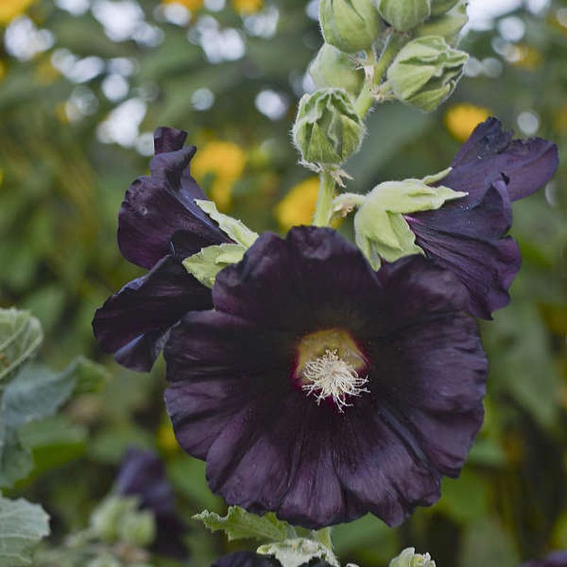 Black Hollyhock