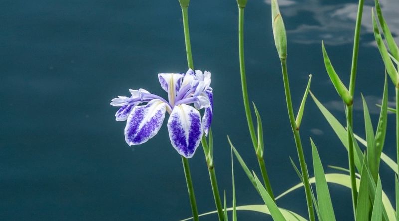 Blue Flag Iris