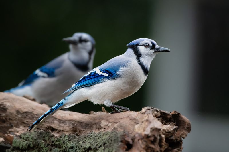 Blue Jay