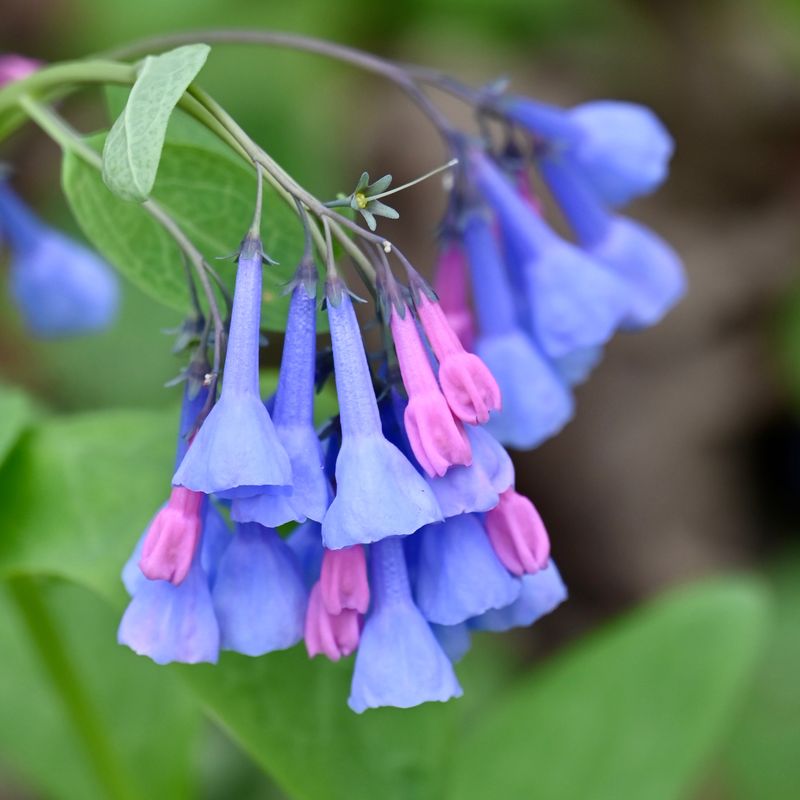 Bluebells