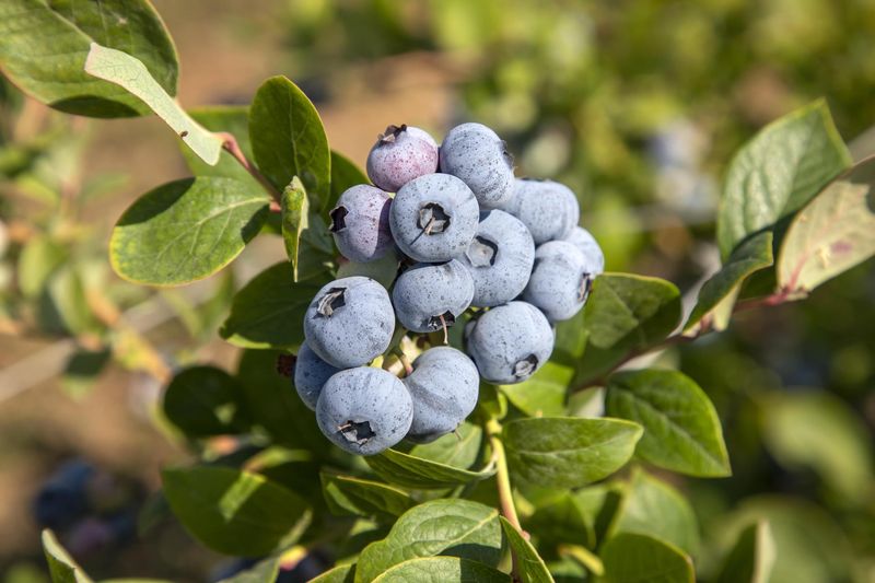 Blueberries