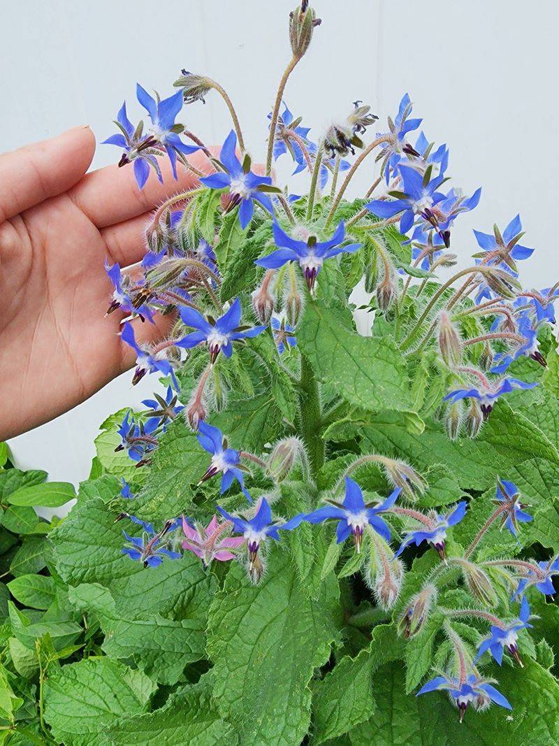 Borage