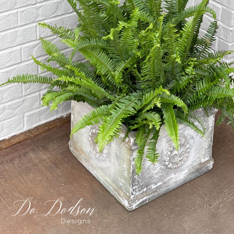 Boston Fern