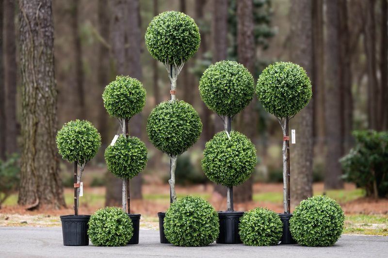 Boxwood Balls