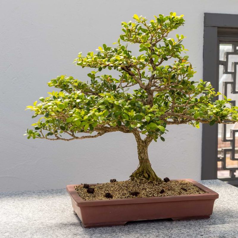 Boxwood Bonsai