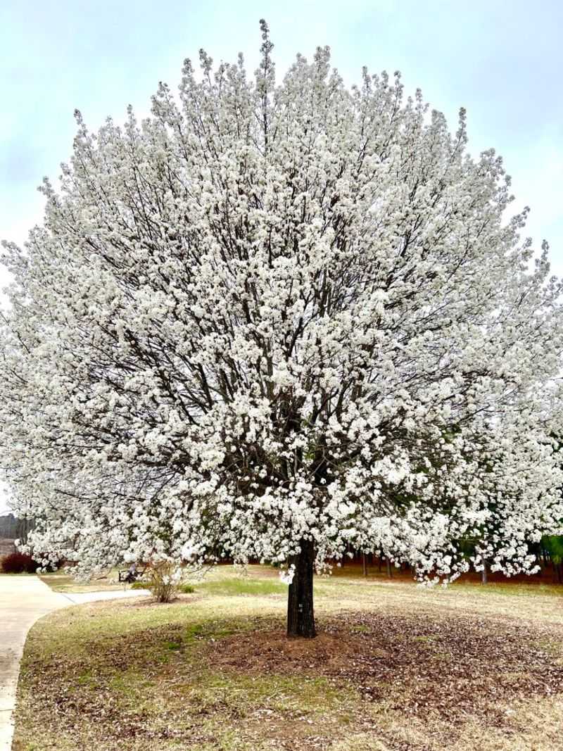 Bradford Pear