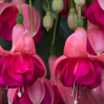 Brighten Your Winter Garden with Hardy Fuchsias That Bloom All Season!