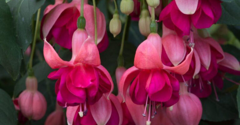 Brighten Your Winter Garden with Hardy Fuchsias That Bloom All Season!