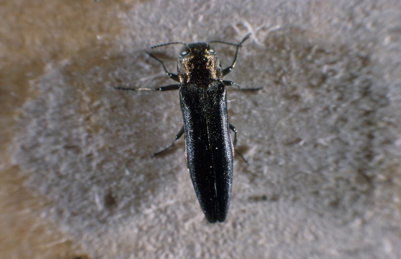 Bronze Birch Borer