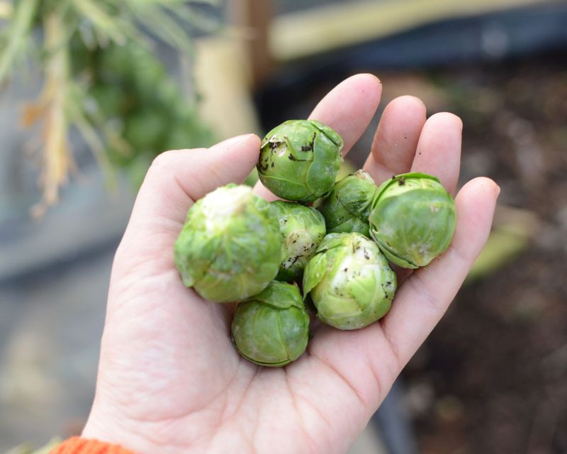 Brussels Sprouts