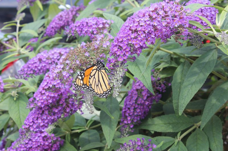 Buddleia (Butterfly Bush)