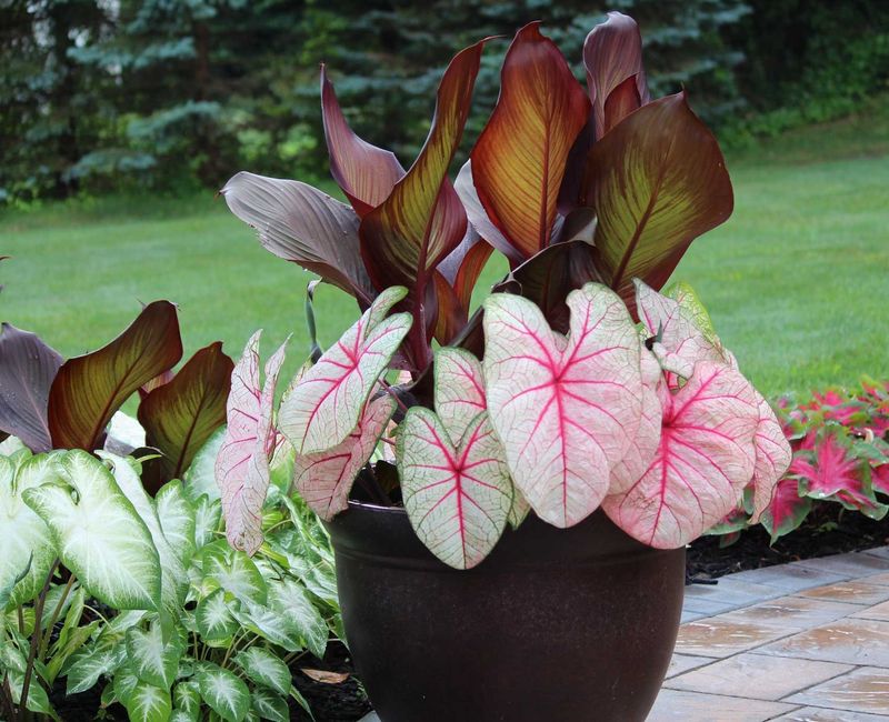 Caladiums