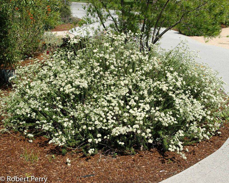 California Buckwheat