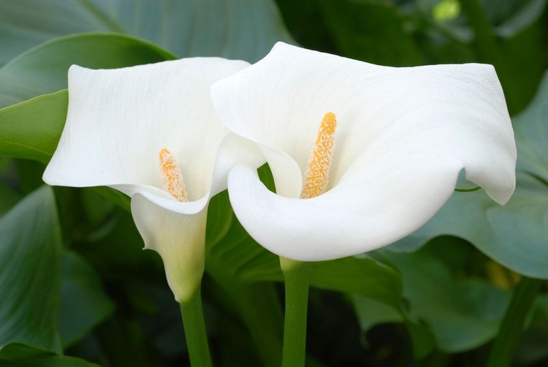 Calla Lilies