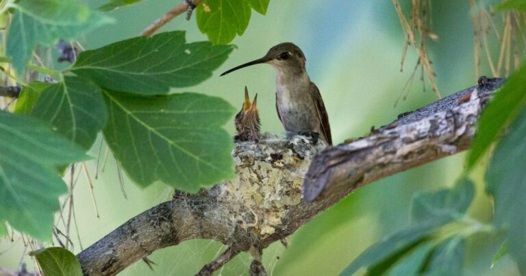 Can You Spot a Hummingbird Nest? Here’s What to Look For!
