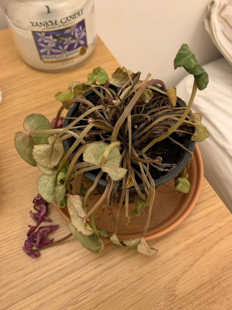 Caring for Dormant Cyclamen