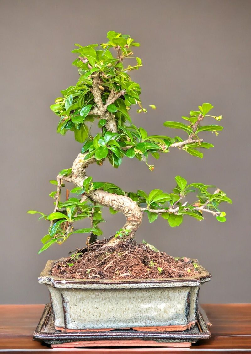 Carmona Bonsai