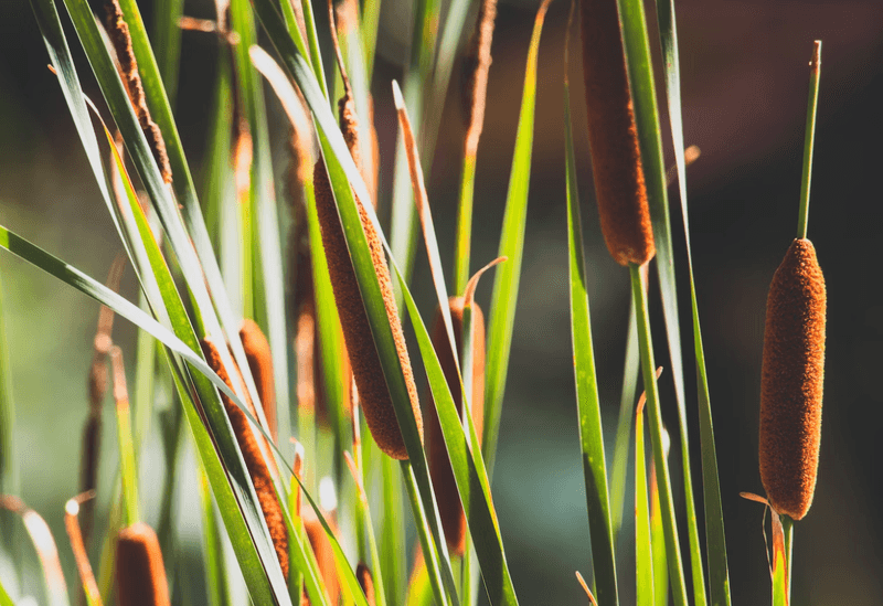 Cattails