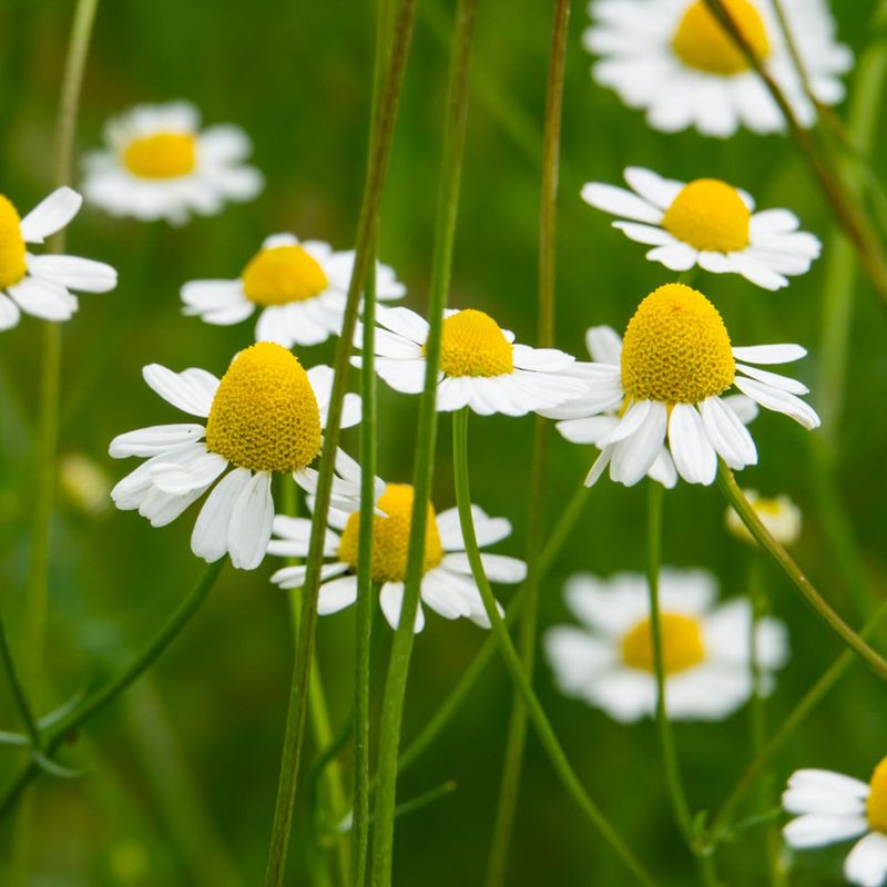 Chamomile (Matricaria chamomilla)