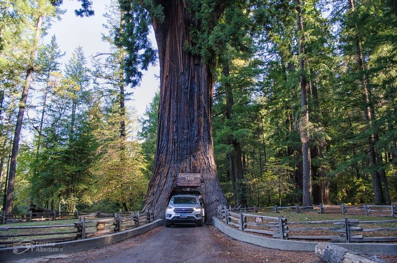 Chandelier Tree