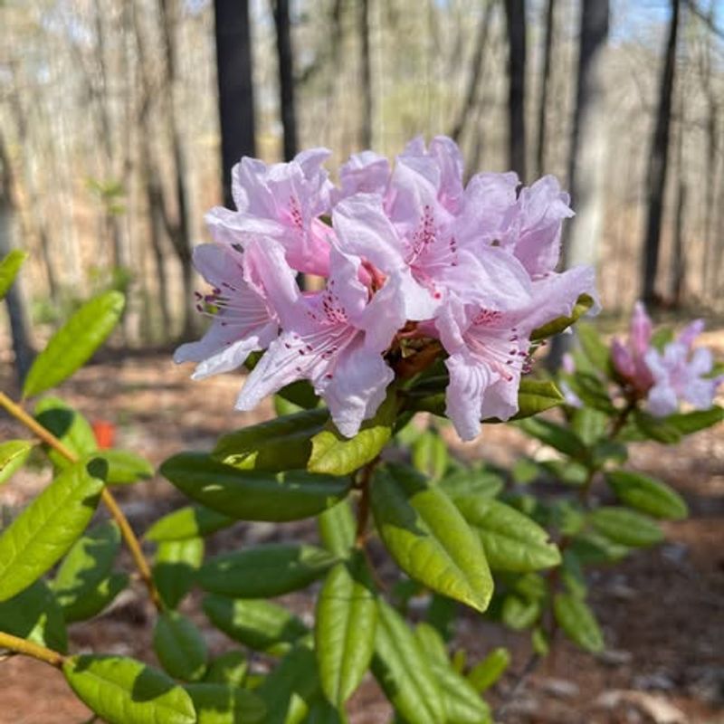 Chapman's Rhododendron (Rhododendron chapmanii)