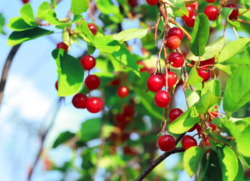 Cherries