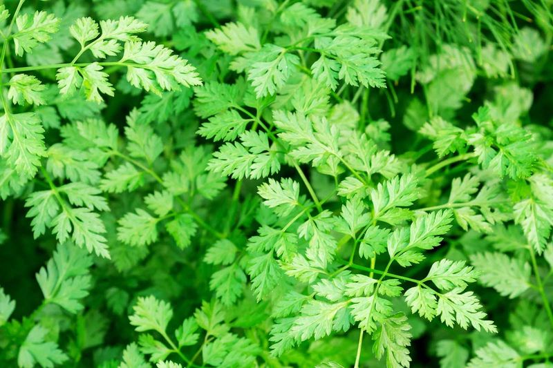 Chervil