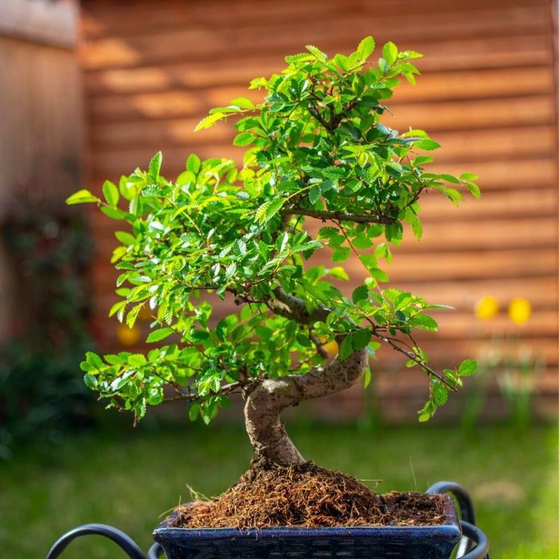 Chinese Elm Bonsai