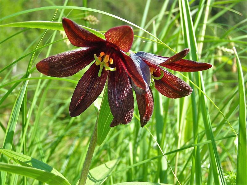 Chocolate Lilies