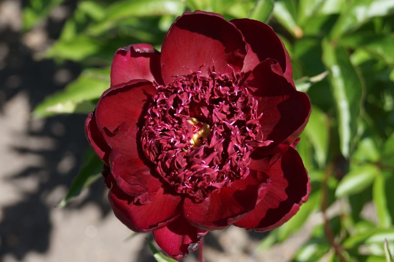 Chocolate Peony