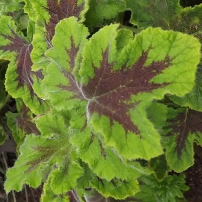 Chocolate Scented Geranium