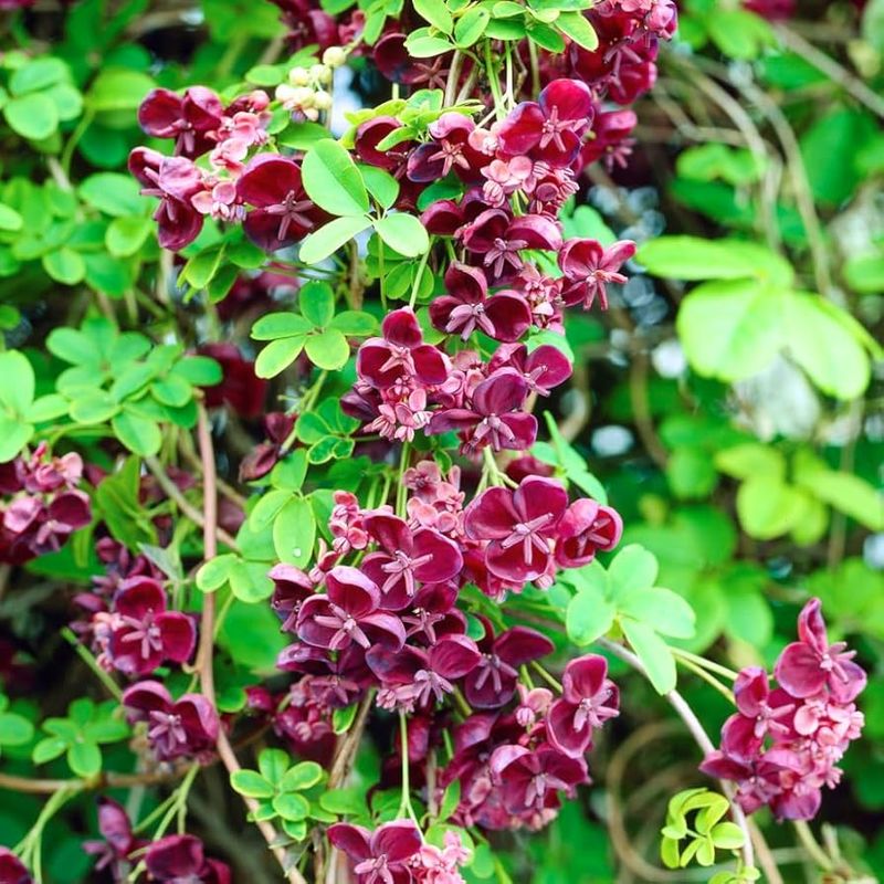 Chocolate Vine