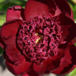 Chocolatey-Smelling Garden Flowers That Attracts Hummingbirds