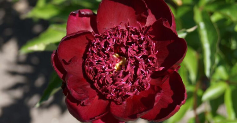 Chocolatey-Smelling Garden Flowers That Attracts Hummingbirds