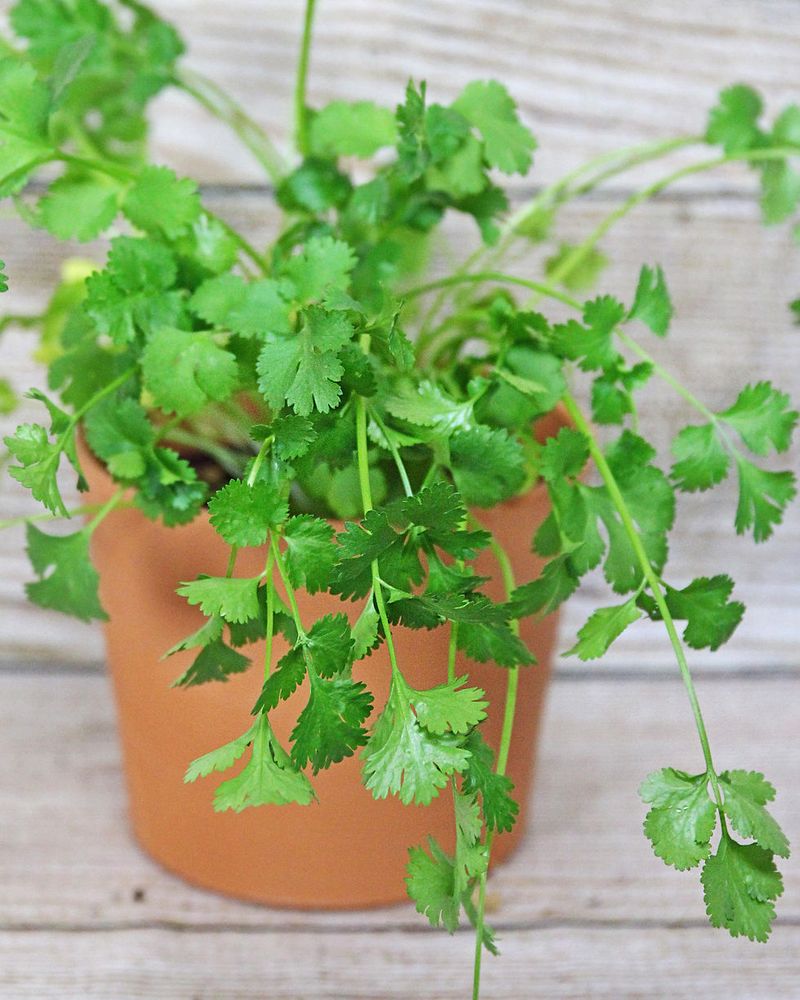 Cilantro