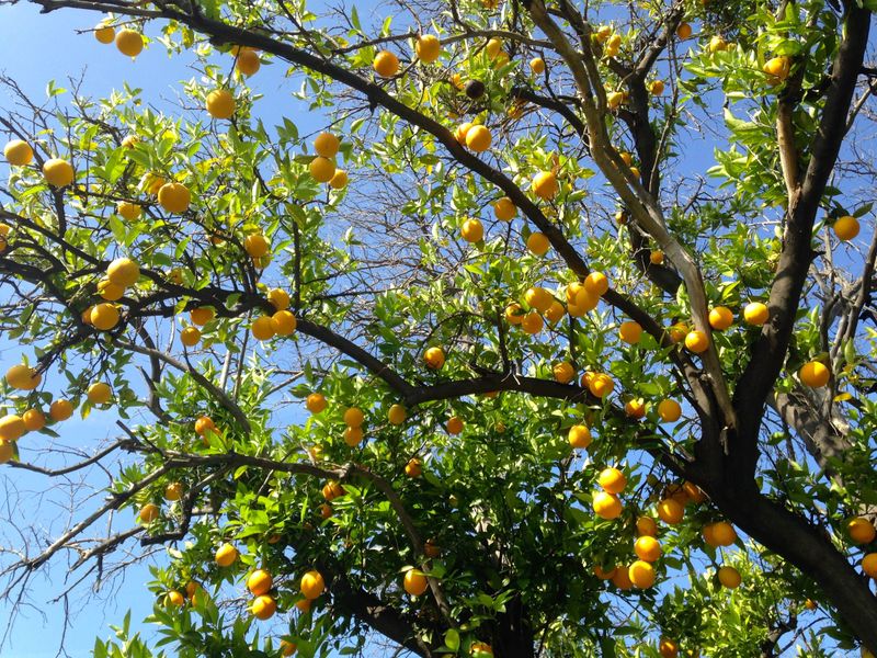 Citrus Trees