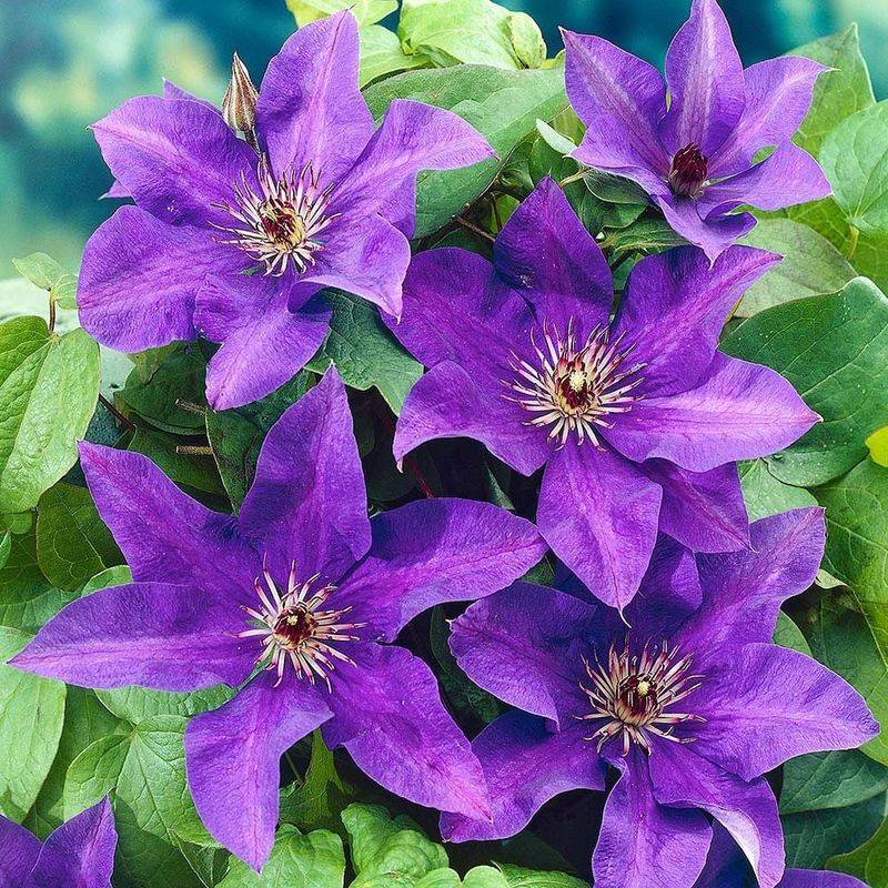 Clematis