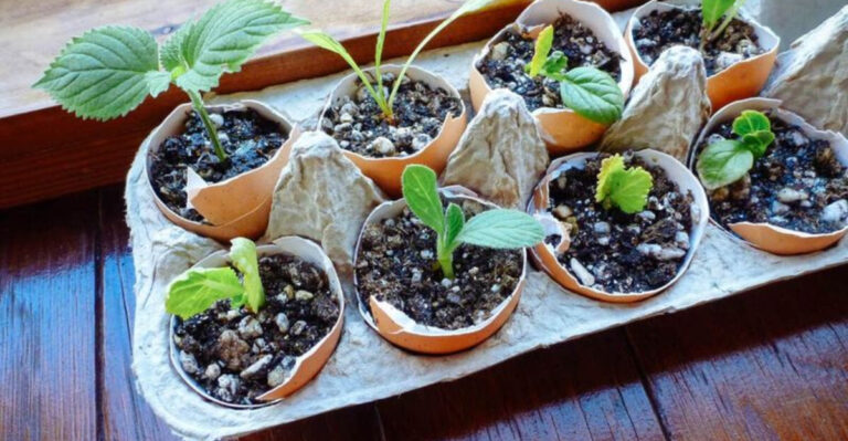 8 Clever Gardening Hacks You’ll Wish You Knew Sooner