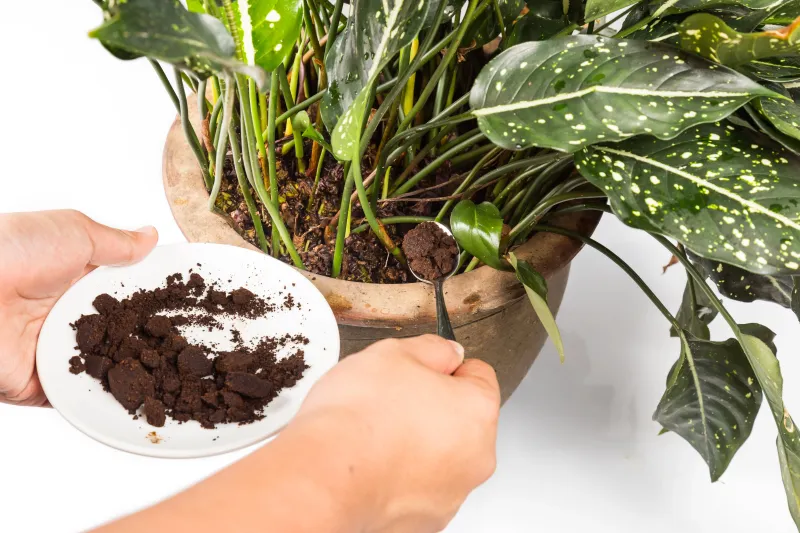 Coffee Grounds for Pest Control