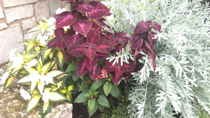 Coleus and Dusty Miller