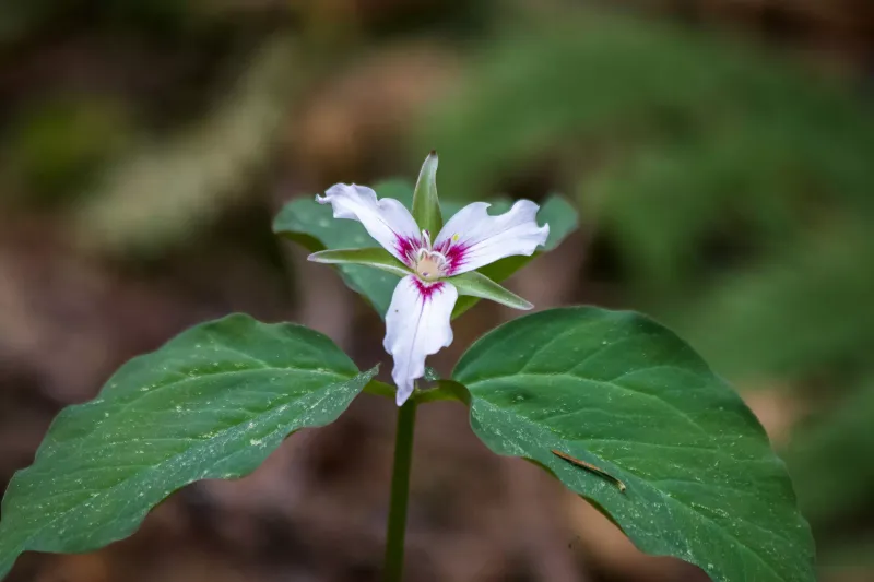 Collecting Endangered Plant Species