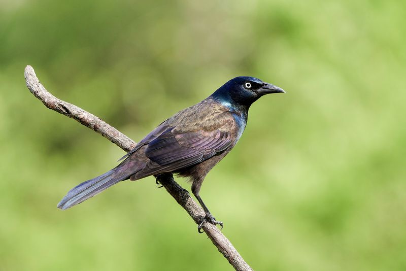 Common Grackle